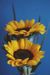 Close-up of yellow flower