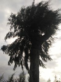 Low angle view of palm tree against sky