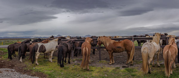 A group of icelandic horses await the next group of tourists for a ride in the scenic countryside