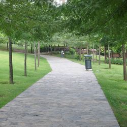 View of trees in park