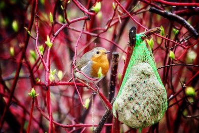 Close-up of bird perching on branch