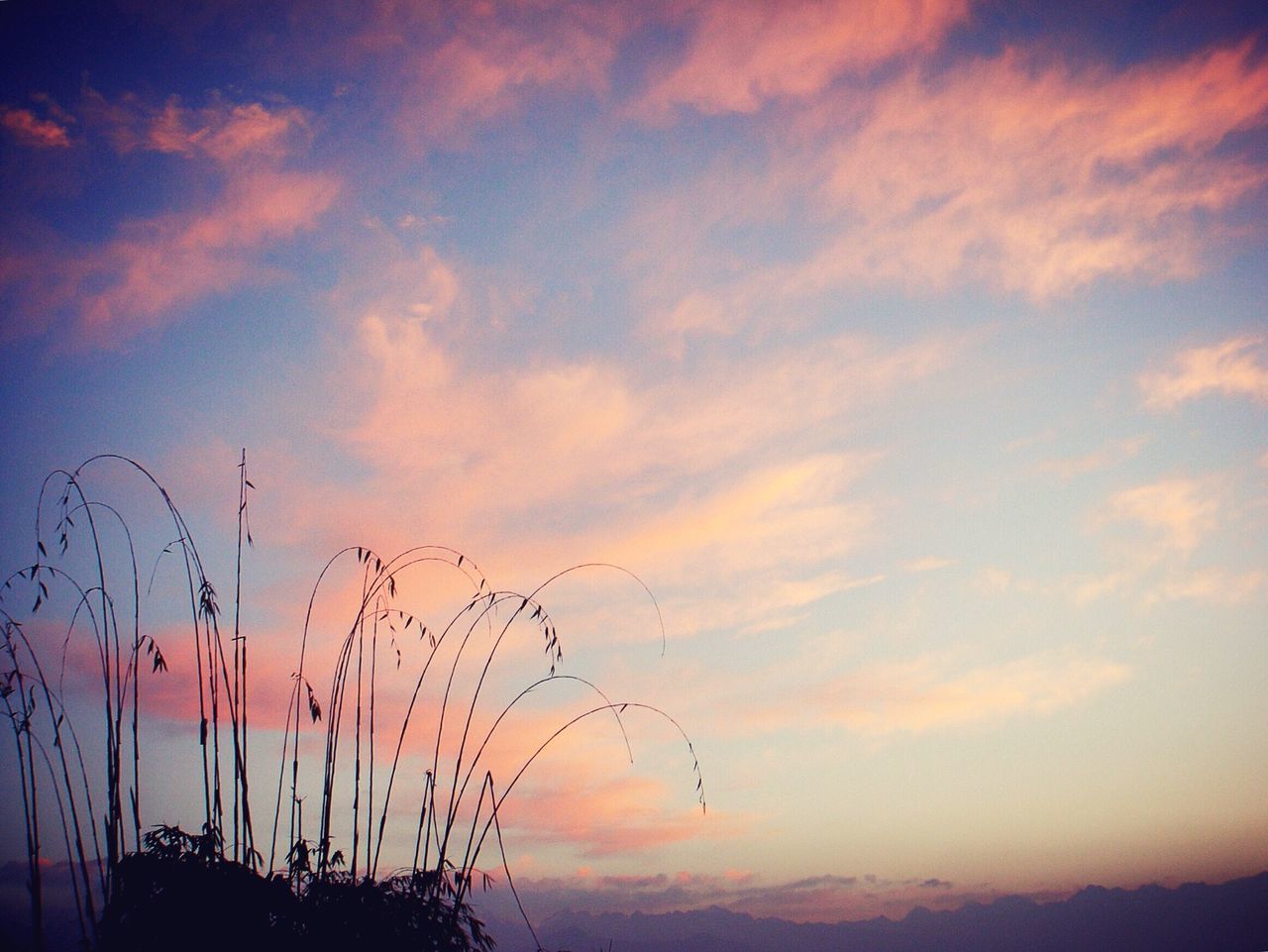 sunset, sky, silhouette, beauty in nature, tranquility, nature, plant, tranquil scene, scenics, cloud - sky, orange color, growth, cloud, low angle view, idyllic, outdoors, dusk, no people, cloudy, field