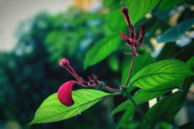 Close-up of red leaves on plant