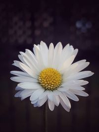 Close-up of white daisy flower