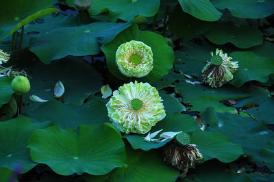 High angle view of lotus leaves floating on water