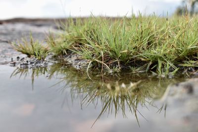 Close-up of grass growing in lake