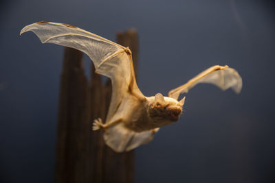 Close-up of a bird