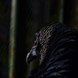 Close-up of a bird