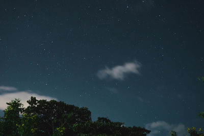 Low angle view of trees against sky at night