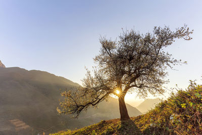 Lonely big tree in the mountain