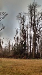 Bare trees on field