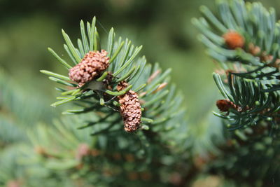 Close-up of pine tree