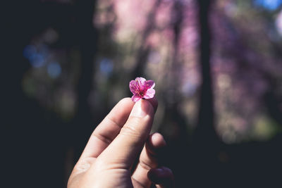 Cropped hand of woman holding pink flower