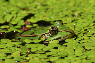 Close-up of frog on leaf in lake