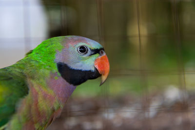 Close-up of parrot perching in cage