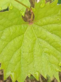 leaf