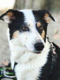 Close-up of dog looking away