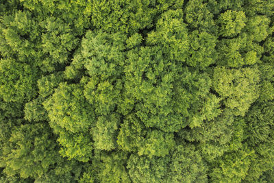 Full frame shot of green plants