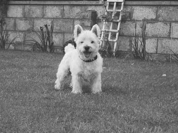 Portrait of dog on field