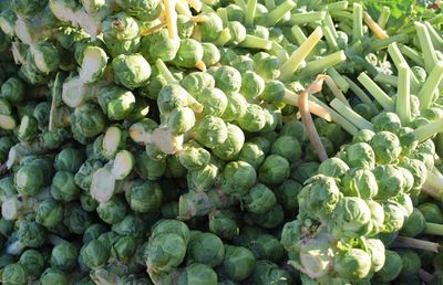 Close-up of fruits