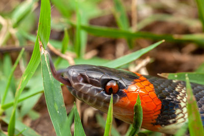 Close-up of insect on leaf