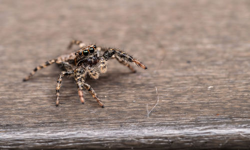 Close-up of spider