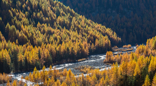 Scenic view of forest during autumn