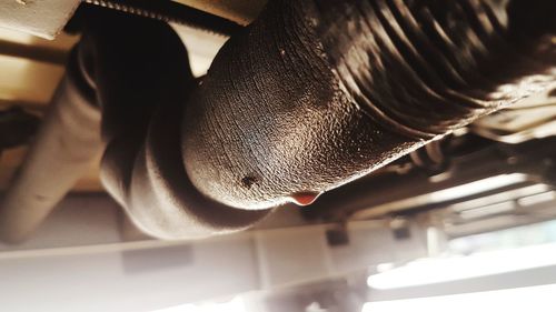 High angle view of a horse