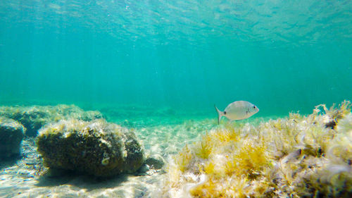 View of fish in sea