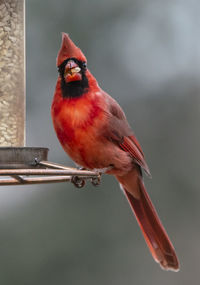 Close-up of a bird