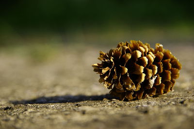 Close up of pine cone