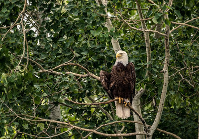 Low angle view of bald eagle perching on branch