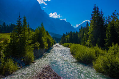 Scenic view of forest against sky