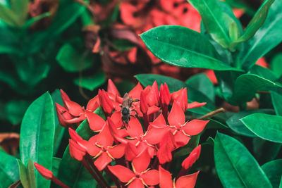 Close up of red leaves