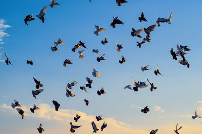 Low angle view of birds flying against clear blue sky