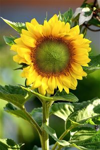 Close-up of sunflower