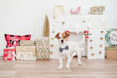Lovely jack russell dog wearing bow tie over christmas decoration at home or studio. christmas time