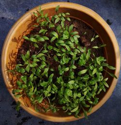 High angle view of potted plant in pot