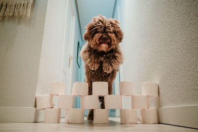 Portrait of dog sitting with toy