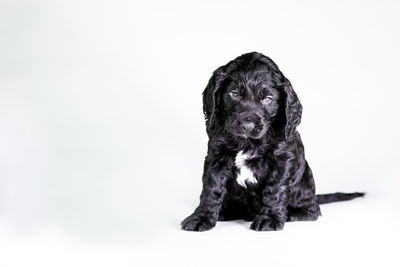 Black dog against white background