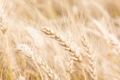 Close-up of wheat growing on field