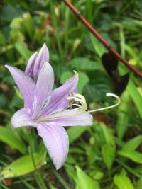 Close-up of flower blooming outdoors