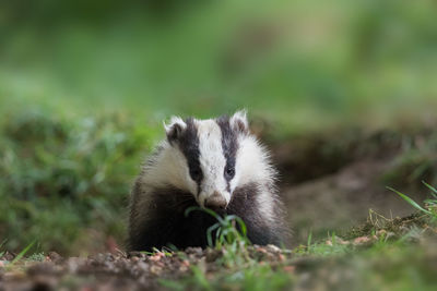 Close-up of badger on grass