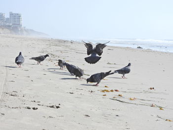 Seagulls on beach