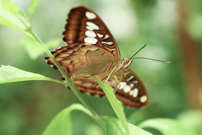 Close-up of butterfly on leaf