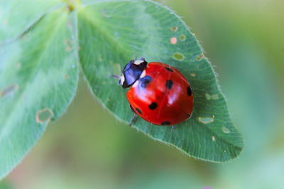 Close-up of ladybug on leaf