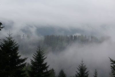 Trees in forest against sky