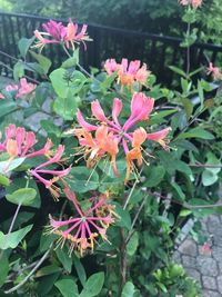 Close-up of flowers blooming outdoors