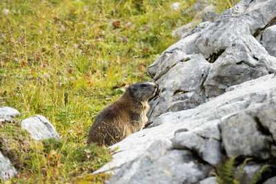 Alpine marmot in high mountains in bavaria, germany in autumn