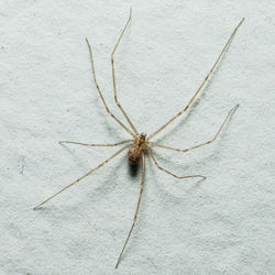 Close-up of spider on wall